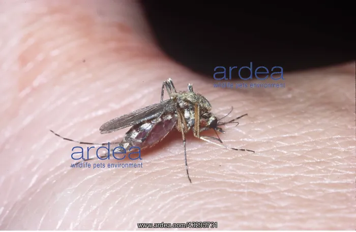 : MOSQUITO - biting : MOSQUITO - biting