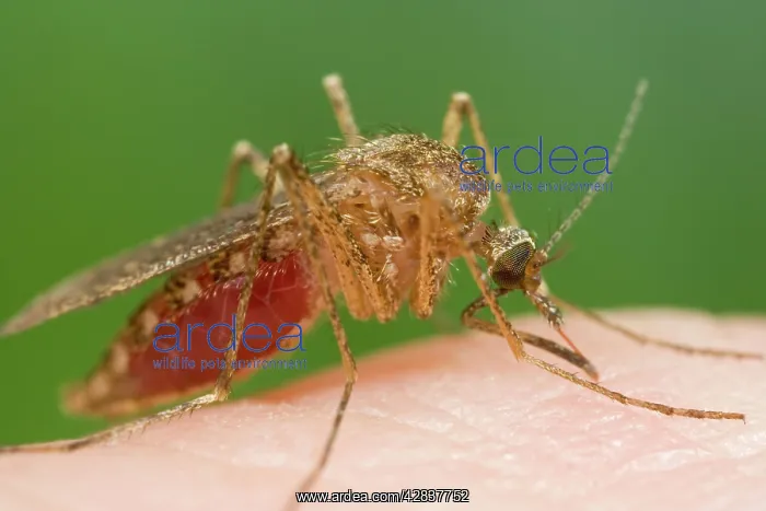 : Mosquito - Biting and sucking blood from human : Mosquito - Biting and sucking blood from human