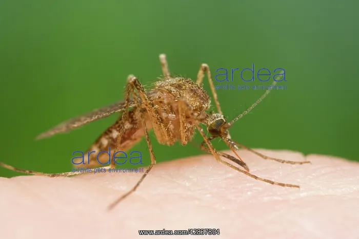: Mosquito - Biting and sucking blood from human : Mosquito - Biting and sucking blood from human