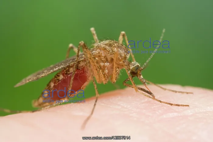 : Mosquito - Biting and sucking blood from human : Mosquito - Biting and sucking blood from human