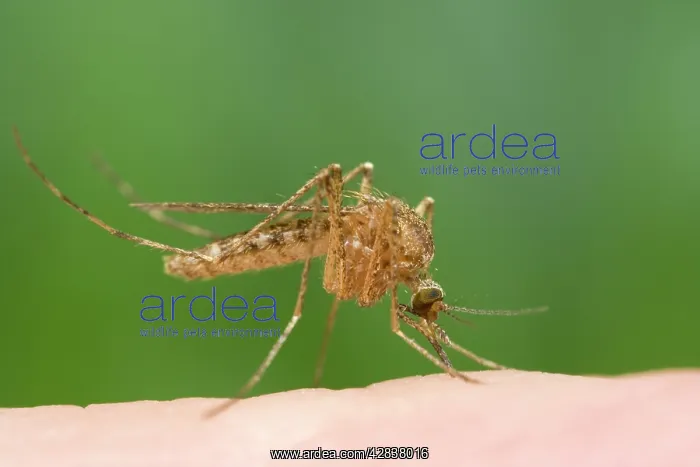  : Mosquito - Biting and sucking blood from human