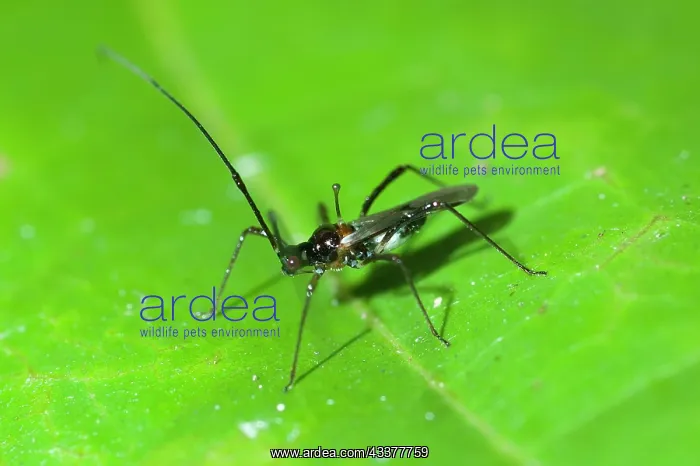 : Mosquito Bug : Mosquito Bug
