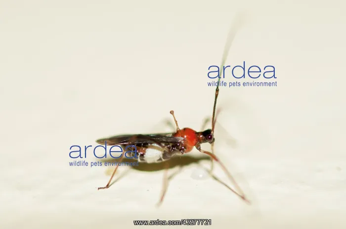 : Mosquito Bug with spine on scutellum - a diagnostic feature : Mosquito Bug with spine on scutellum - a diagnostic feature