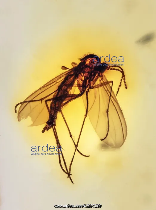 : Mosquito Colombian Amber : Mosquito Colombian Amber