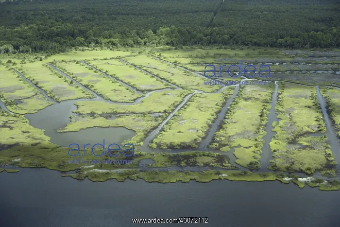 : Mosquito Control Ditches : Mosquito Control Ditches
