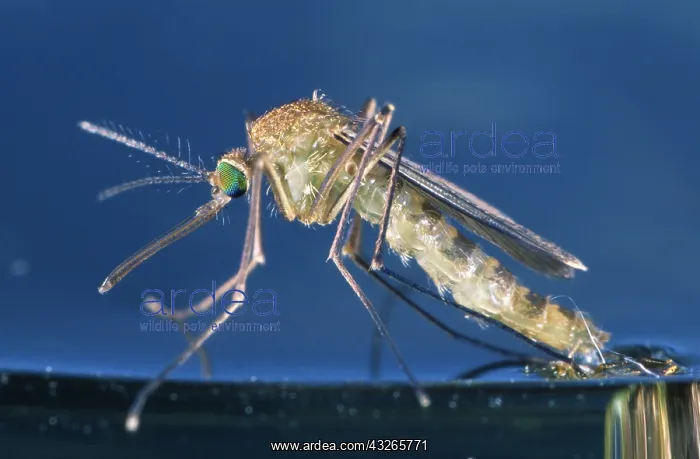 : Mosquito (Culex pipiens) birth in close up, Bel : Mosquito (Culex pipiens) birth in close up, Bel