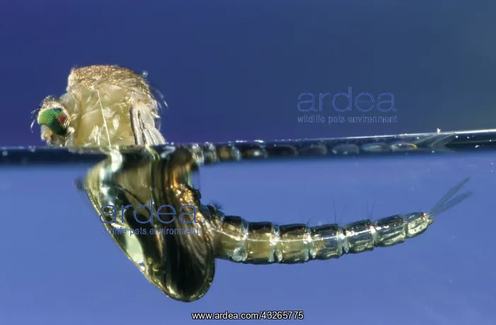 : Mosquito (Culex pipiens) birth in close up, Bel : Mosquito (Culex pipiens) birth in close up, Bel