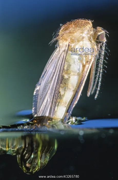 : Mosquito (Culex pipiens) birth in close up, Bel : Mosquito (Culex pipiens) birth in close up, Bel