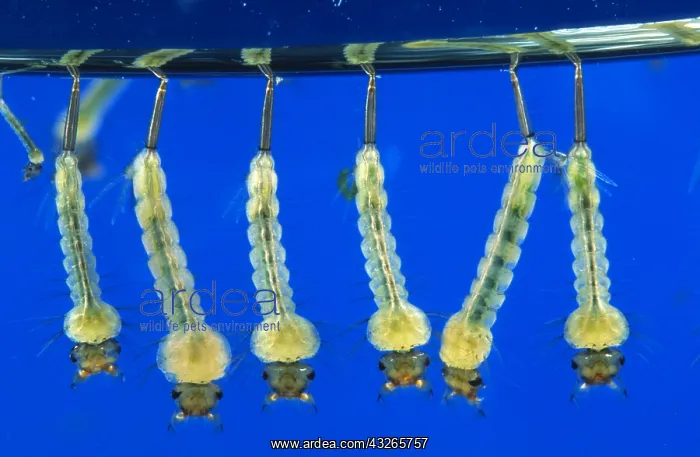 : Mosquito (Culex pipiens) larvae at the water su : Mosquito (Culex pipiens) larvae at the water su