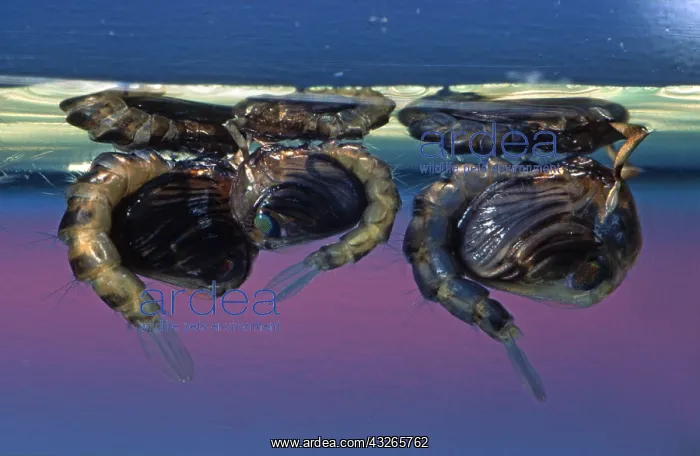 : Mosquito (Culex pipiens) pupae at the water sur : Mosquito (Culex pipiens) pupae at the water sur