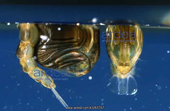 : Mosquito (Culex pipiens) pupae at the water sur : Mosquito (Culex pipiens) pupae at the water sur