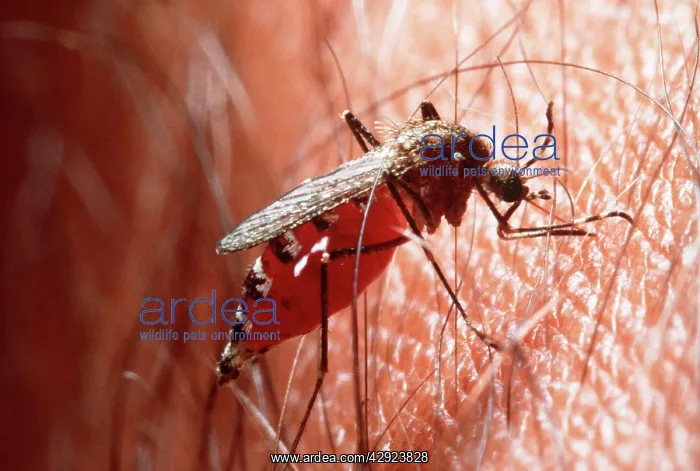 : MOSQUITO - DRINKING BLOOD : MOSQUITO - DRINKING BLOOD