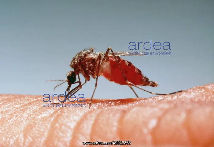: MOSQUITO - drinking blood from human and showing in abdomen : MOSQUITO - drinking blood from human and showing in abdomen