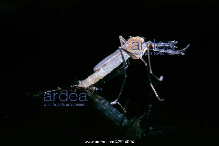 : Mosquito - Emerging from pupae on surface of water : Mosquito - Emerging from pupae on surface of water