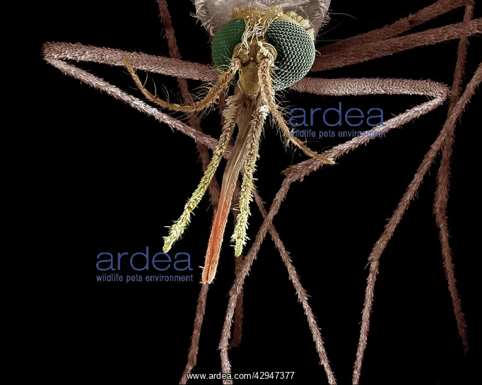 : Mosquito, Female : Mosquito, Female