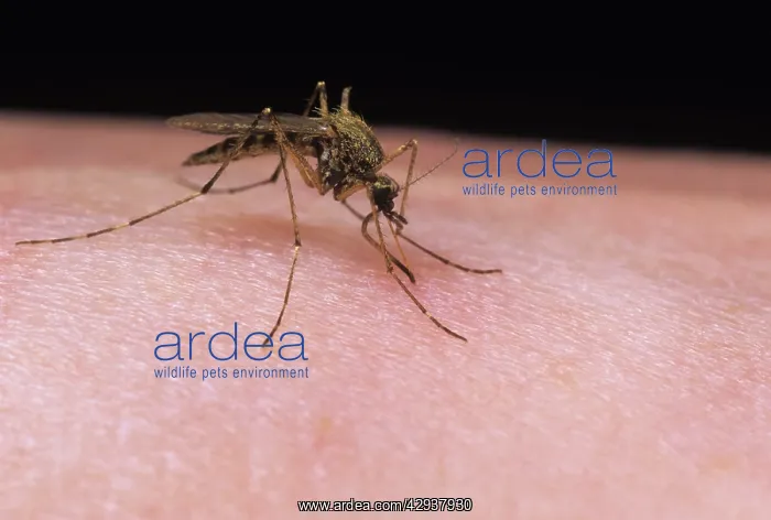 : Mosquito - female feeding on human arm : Mosquito - female feeding on human arm