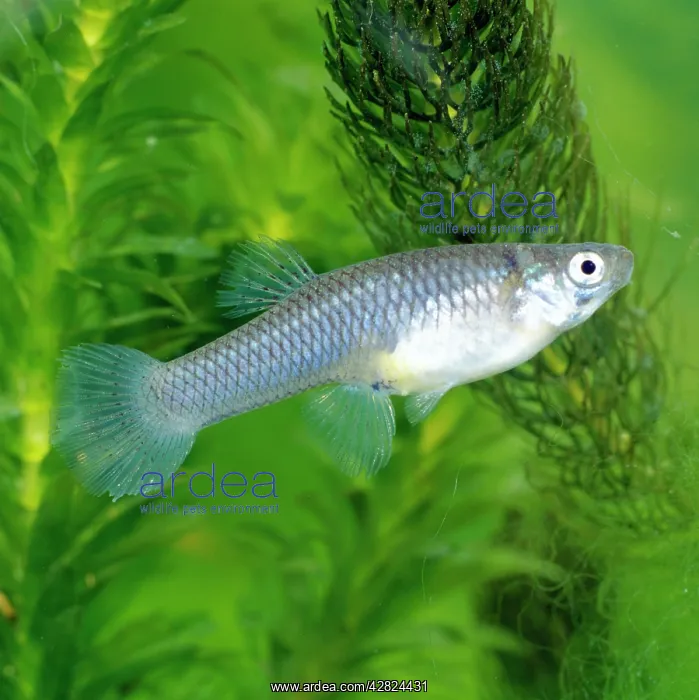 : Mosquito Fish