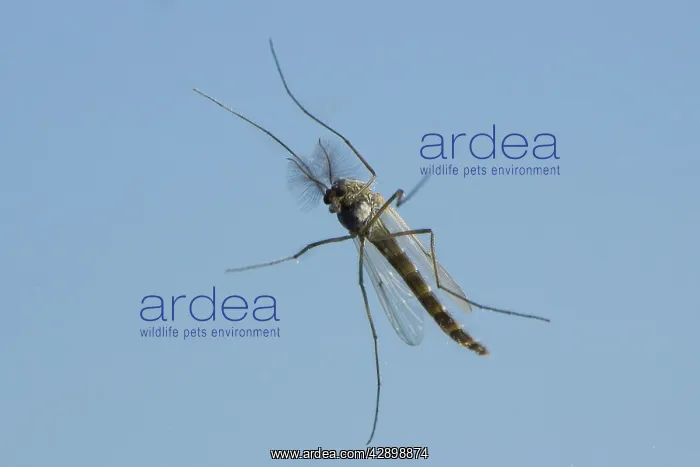 : Mosquito - in flight : Mosquito - in flight