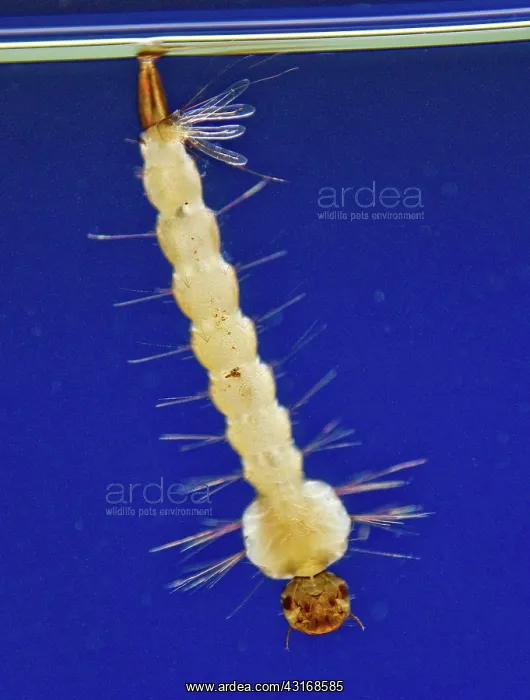 : Mosquito Larva : Mosquito Larva