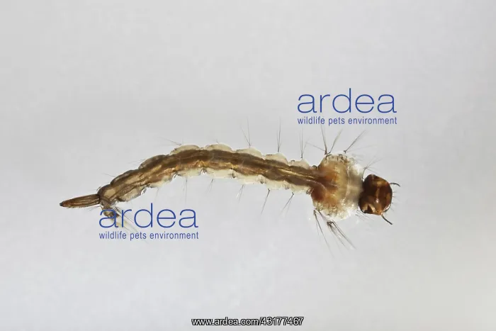 : Mosquito Larva : Mosquito Larva
