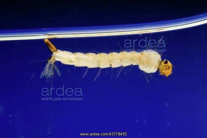 : Mosquito Larva : Mosquito Larva