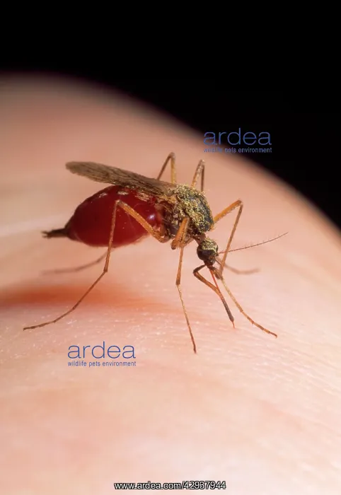 : Mosquito Larva - feeding : Mosquito Larva - feeding