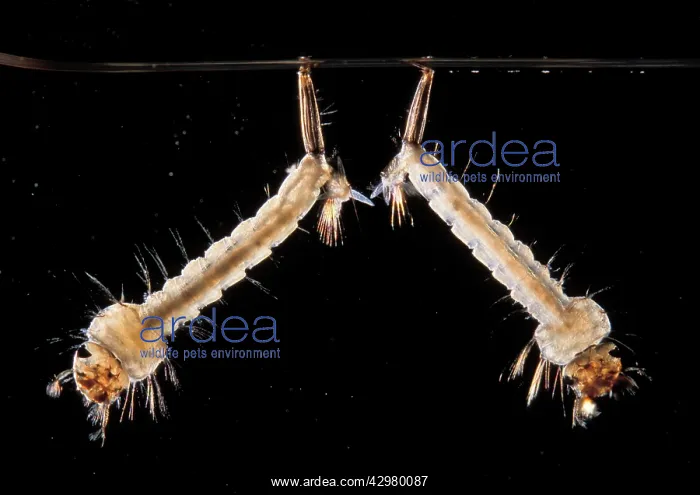 : Mosquito - two larva in the water : Mosquito - two larva in the water