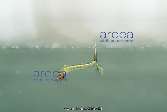 : Mosquito Larva - at water surface : Mosquito Larva - at water surface