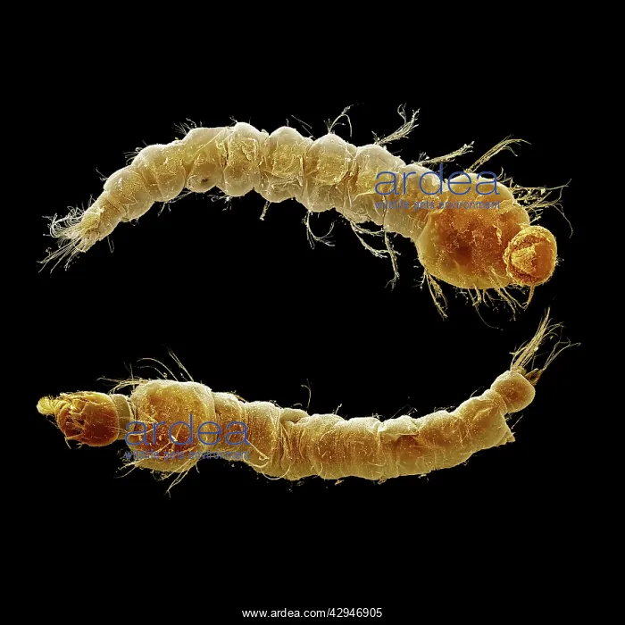 : Mosquito larvae