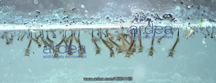 : Mosquito Larvae : Mosquito Larvae