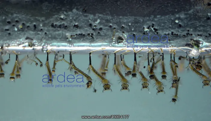 : Mosquito Larvae : Mosquito Larvae