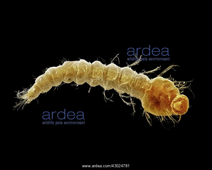: Mosquito Larvae : Mosquito Larvae