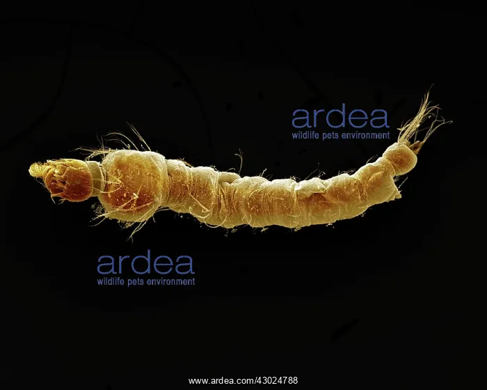 : Mosquito Larvae : Mosquito Larvae