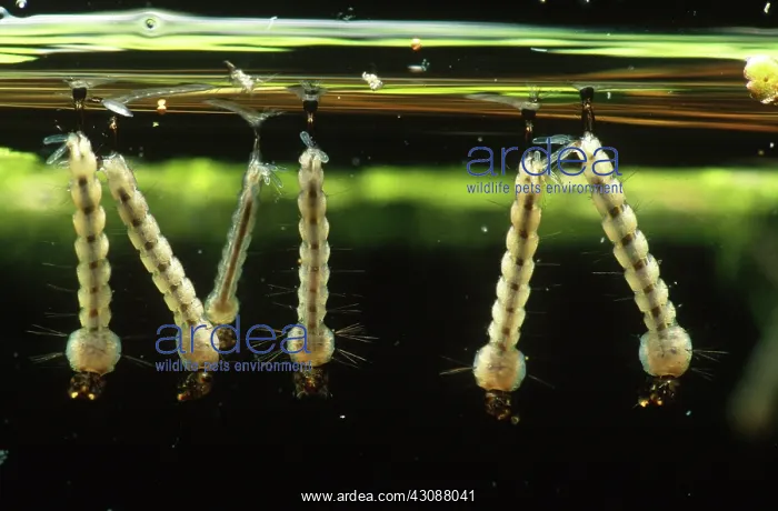 : Mosquito Larvae : Mosquito Larvae