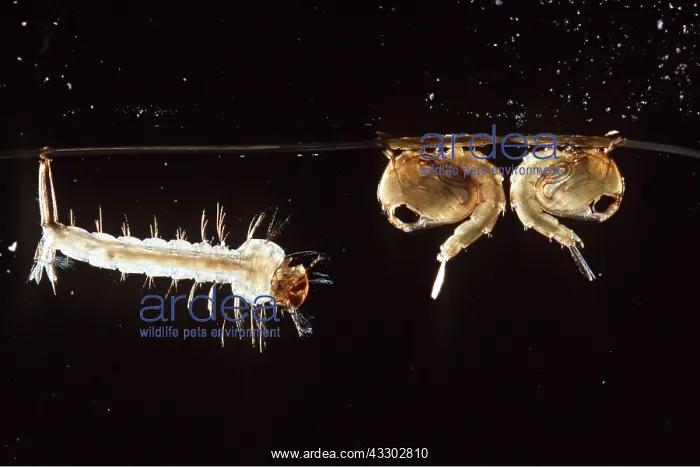 : MOSQUITO LARVAE : MOSQUITO LARVAE