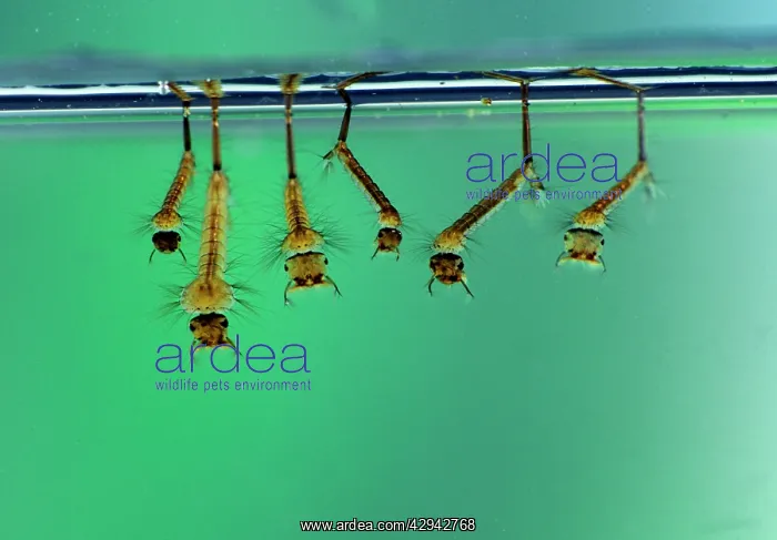 : Mosquito larvae resting just below the water surface : Mosquito larvae resting just below the water surface