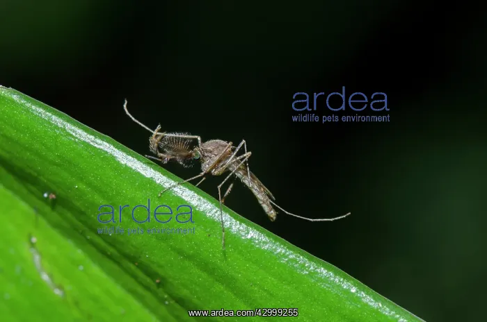 : Mosquito - on leaf - Klungkung, Bali, Indonesia : Mosquito - on leaf - Klungkung, Bali, Indonesia