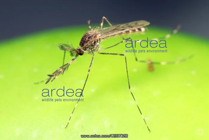 : Mosquito - male : Mosquito - male