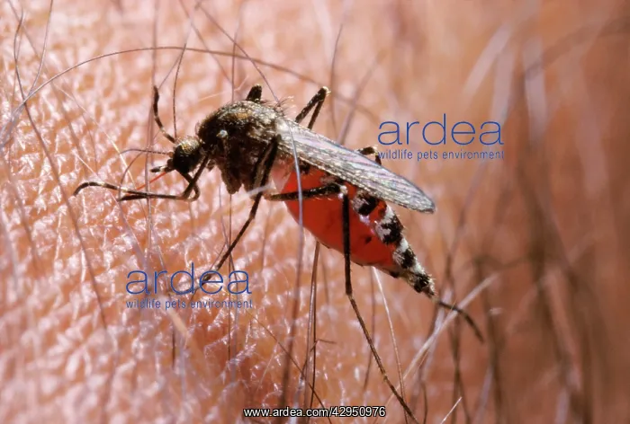 : Mosquito Ochlerotatus (Aedes) mariae - Malaria : Mosquito Ochlerotatus (Aedes) mariae - Malaria