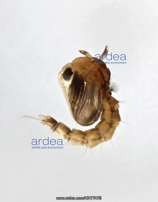 : Mosquito Pupa : Mosquito Pupa