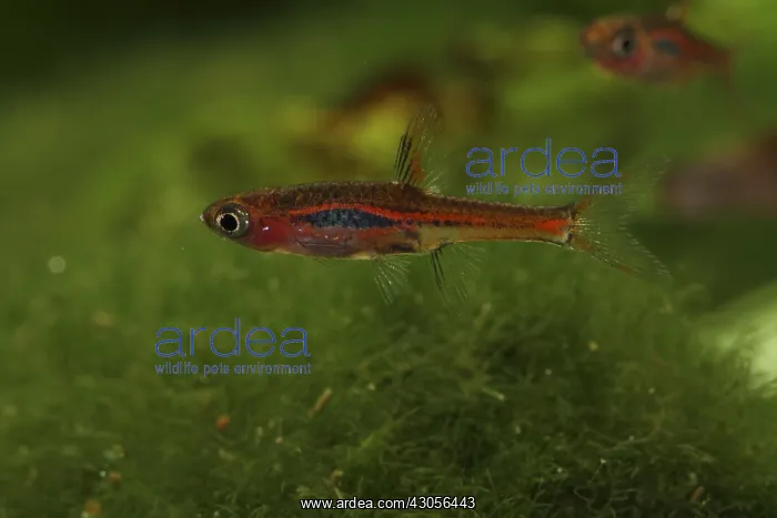 : Mosquito Rasbora swimming and aquarium plant : Mosquito Rasbora swimming and aquarium plant