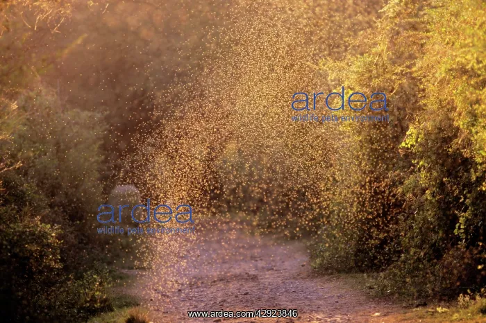 : MOSQUITOS - Swarm : MOSQUITOS - Swarm