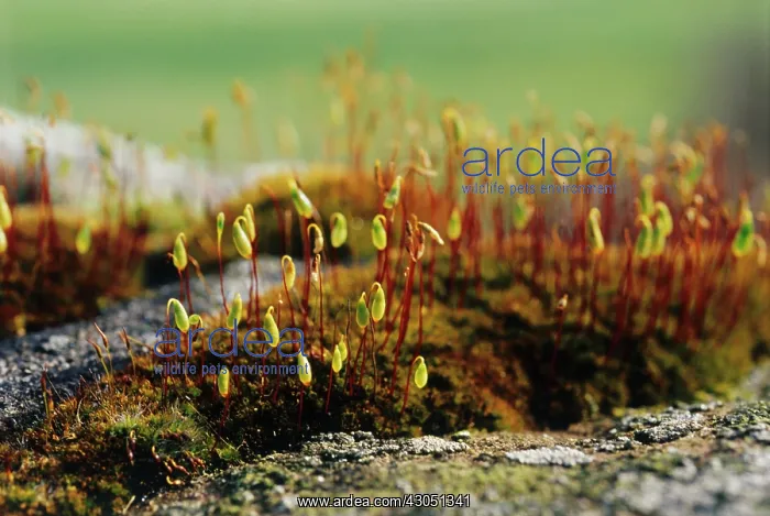 : Moss : Moss