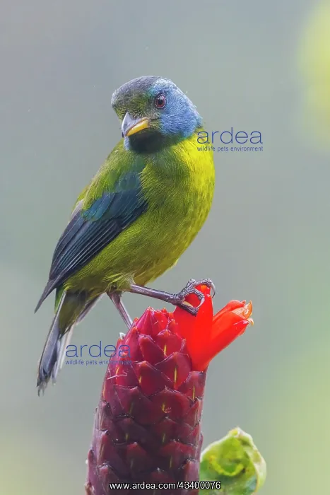 : Moss-backed tanager, Choco Forest, Ecuador : Moss-backed tanager, Choco Forest, Ecuador