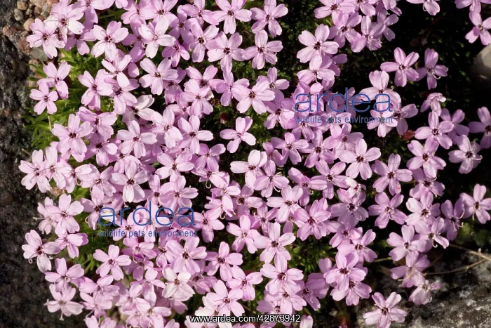 : Moss campion : Moss campion