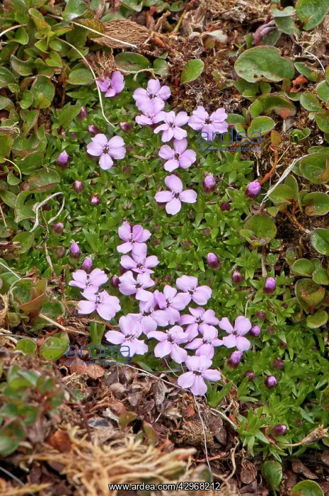 : Moss Campion : Moss Campion