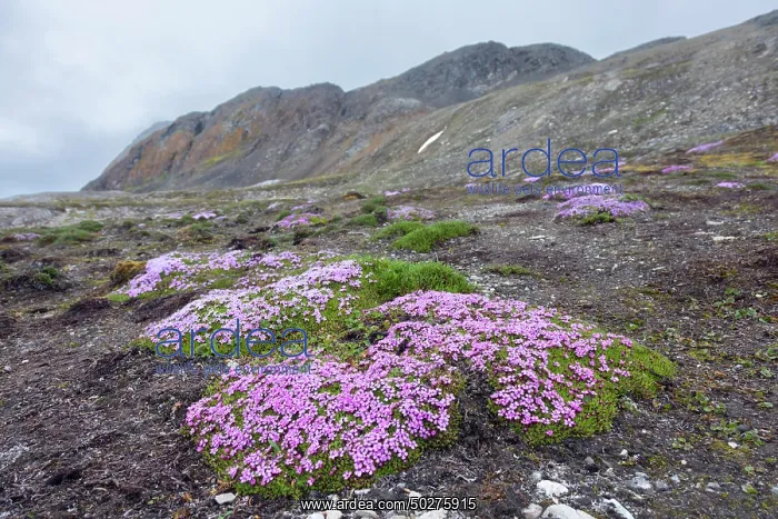 : Moss Campion : Moss Campion