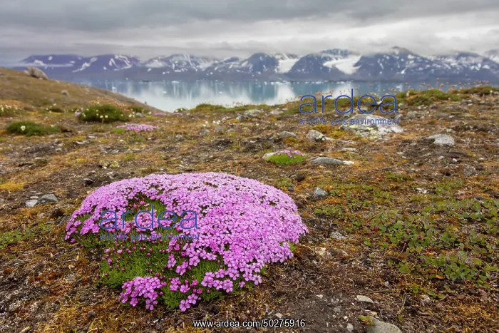 : Moss Campion : Moss Campion