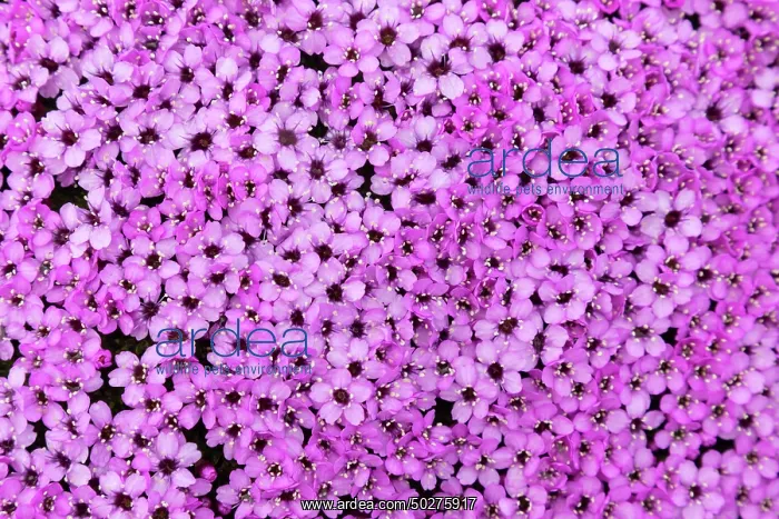 : Moss Campion : Moss Campion