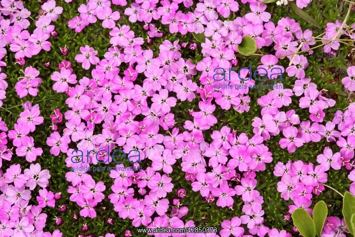 : Moss campion - beautiful alpine tussock plant; : Moss campion - beautiful alpine tussock plant;
